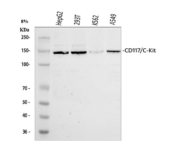 Anti-c-Kit/Kit Antibody