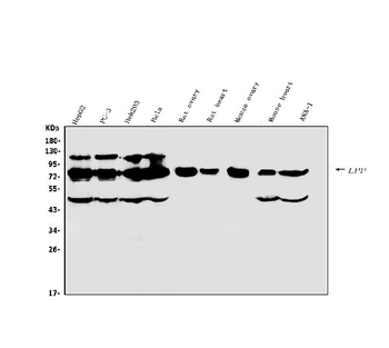 Anti-Lipoma-preferred partner LPP Antibody