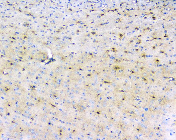LRTOMT Antibody