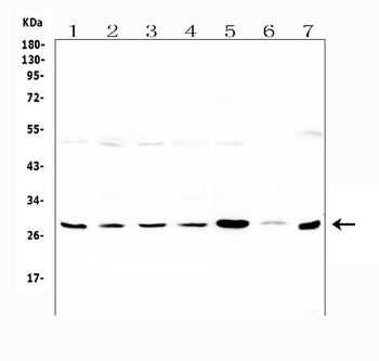 LRTOMT Antibody