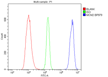 Anti-MCM2 Antibody