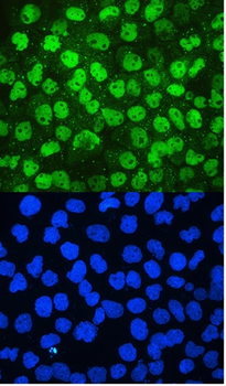 Anti-MCM2 Antibody