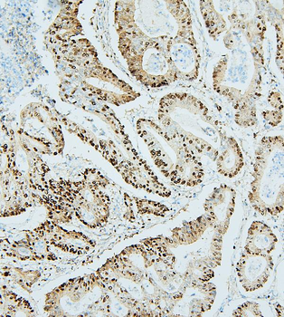 Anti-MCM2 Antibody