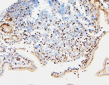 Anti-MCM2 Antibody