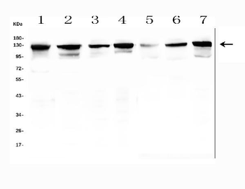 Anti-MCM2 Antibody