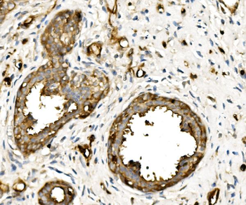 Anti-Moesin/MSN Antibody