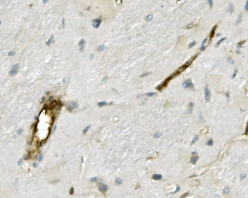 Anti-Moesin/MSN Antibody