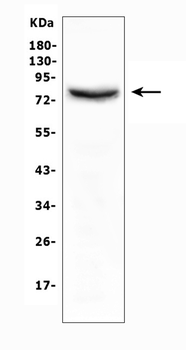Anti-Moesin/MSN Antibody