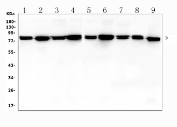 Anti-Moesin/MSN Antibody