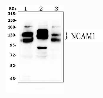 NCAM1 Antibody