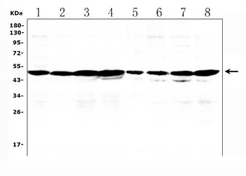 PXR/NR1I2 Antibody