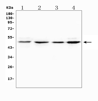 PXR/NR1I2 Antibody