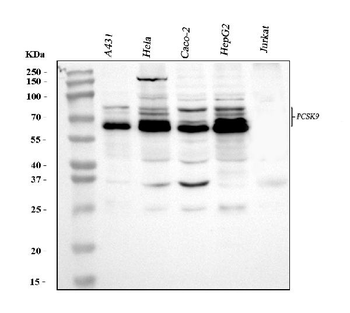 PCSK9 Antibody