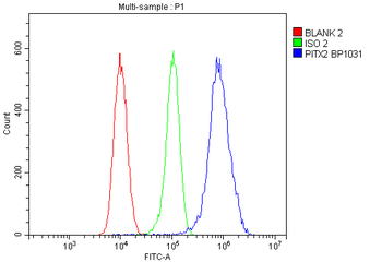 PITX2/RGS Rabbit Polyclonal Antibody