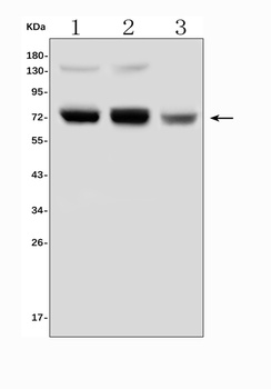 PRMT5 Antibody