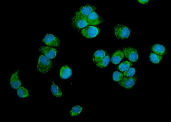 Anti-p23/PTGES3 Antibody
