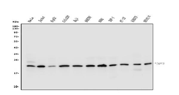 Anti-p23/PTGES3 Antibody