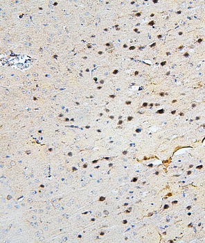 Anti-SKP1 Antibody