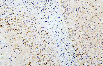 Anti-SKP1 Antibody