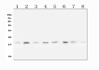 Anti-SKP1 Antibody