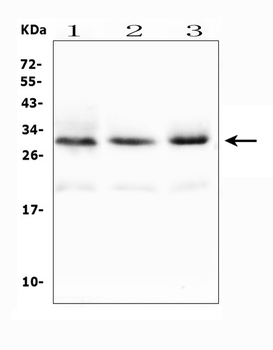 Anti-Tafazzin/TAZ Antibody