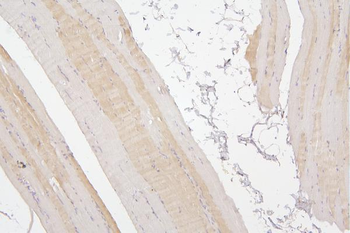 Anti-Tafazzin/TAZ Antibody