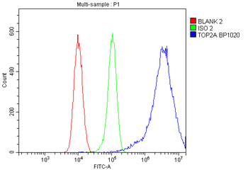 Topoisomerase II alpha/TOP2A Antibody