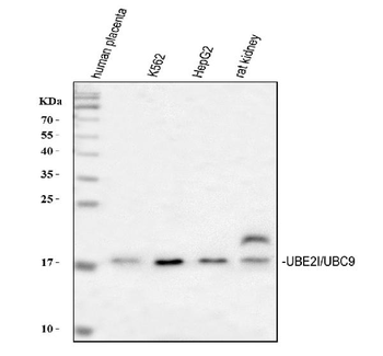 Anti-UBE2I/UBC9 Antibody