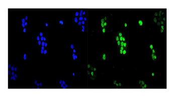 Anti-UBE2I/UBC9 Antibody