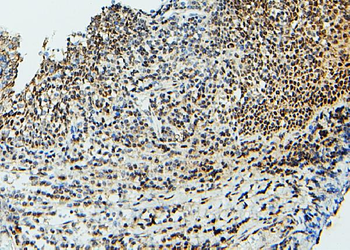 Anti-UBE2I/UBC9 Antibody