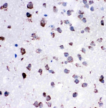 Anti-Cytochrome C/CYCS Antibody