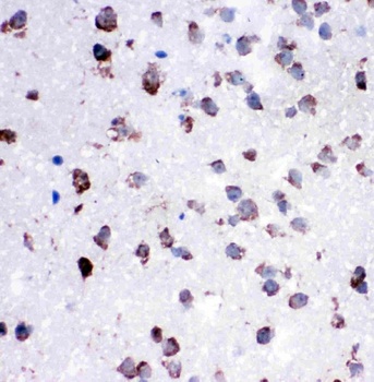 Cytochrome C/CYCS Antibody