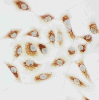 Anti-Cytochrome C/CYCS Antibody