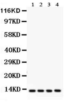 Cytochrome C/CYCS Antibody