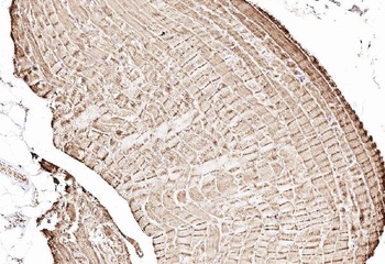Anti-Cytochrome C/CYCS Antibody