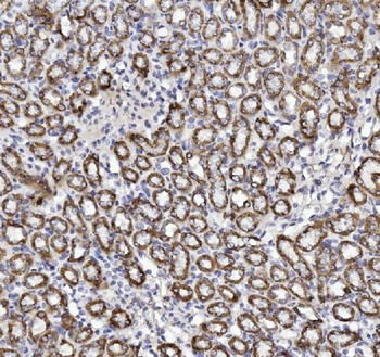 Anti-Cytochrome C/CYCS Antibody