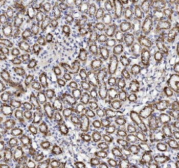 Cytochrome C/CYCS Antibody