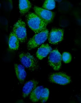 Cytochrome C/CYCS Antibody