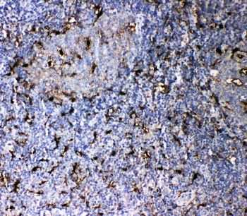 Anti-Interleukin-18 IL18 Antibody