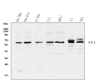 Anti-YY1 Antibody