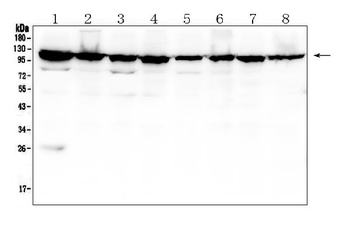 MVP Antibody (monoclonal, 8B12)
