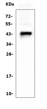 CD79a Antibody (monoclonal, 4G4)