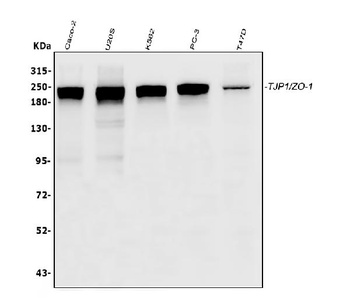 TJP1 Antibody (monoclonal, 3E12)