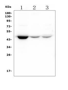 HOMER3 Mouse Monoclonal Antibody