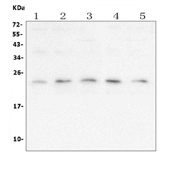 mtTFA TFAM Antibody (monoclonal, 4D9)