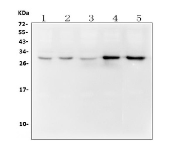 DCK Antibody (monoclonal, 3G10)