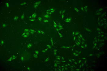 Anti-DCK Antibody (monoclonal, 3G10)