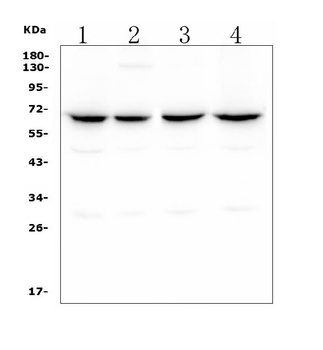 CLPX Antibody (monoclonal, 11C11)