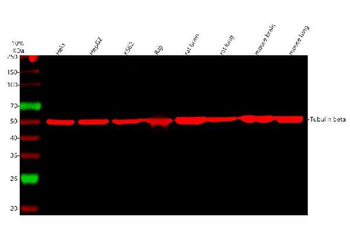 Anti-Beta Tubulin TUBB Antibody (monoclonal, 2E11)
