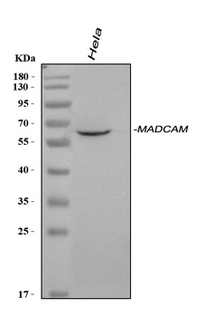 MAdCAM1 Antibody